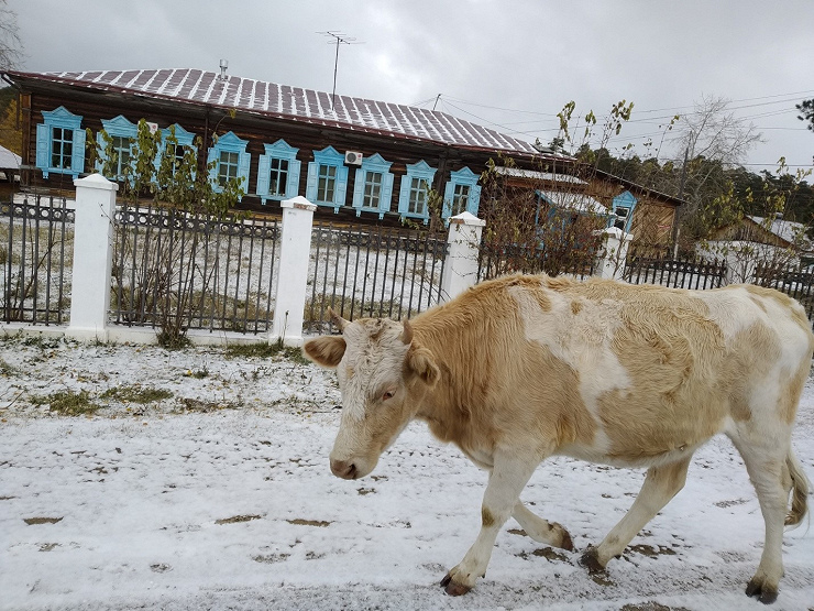Коровки гуляют в самом центре Горячинска – в санатории